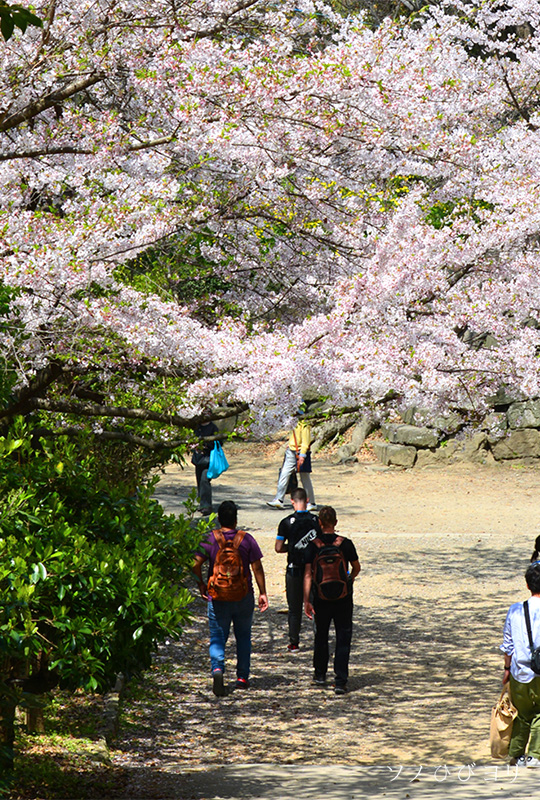 和歌山城 桜